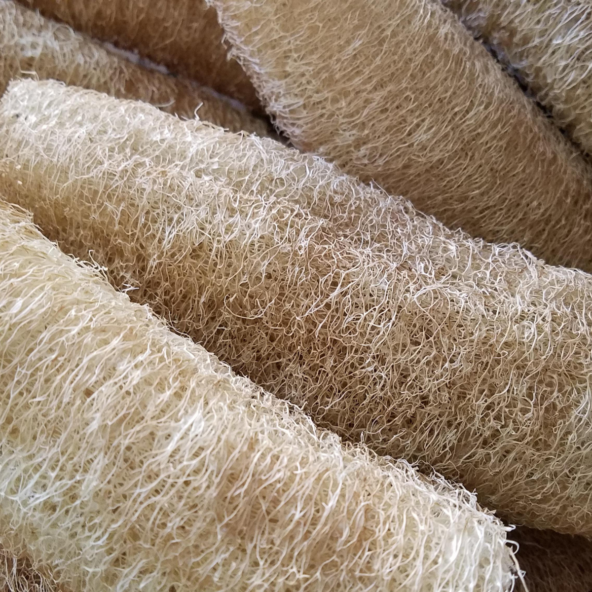 La Loofah - éponge 100 % naturelle